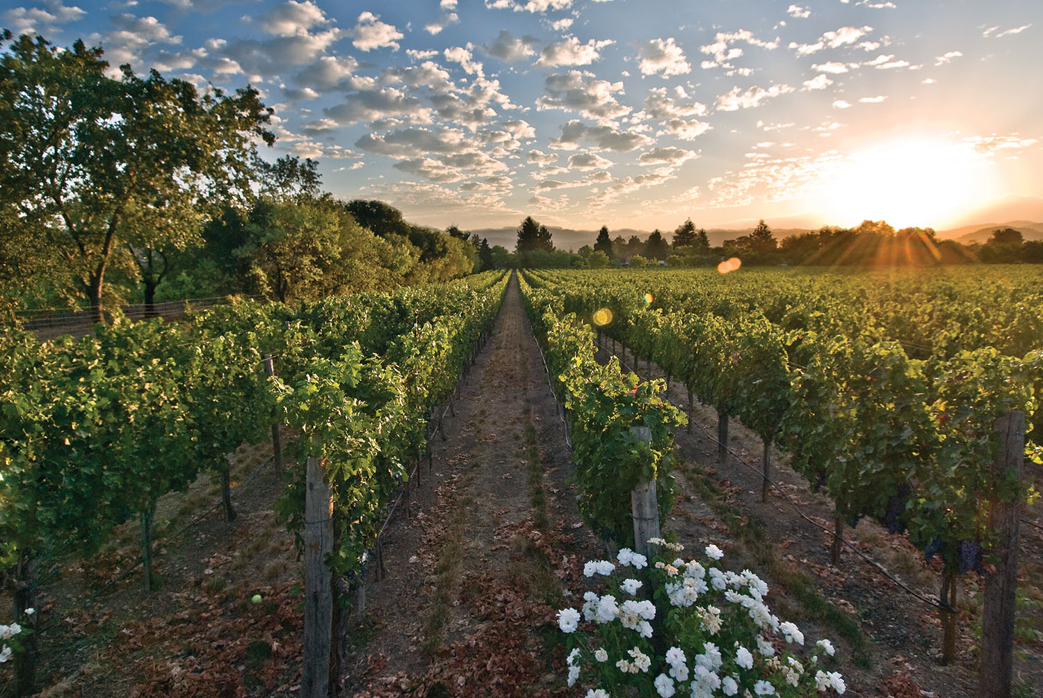 Black Stallion Estate Winery