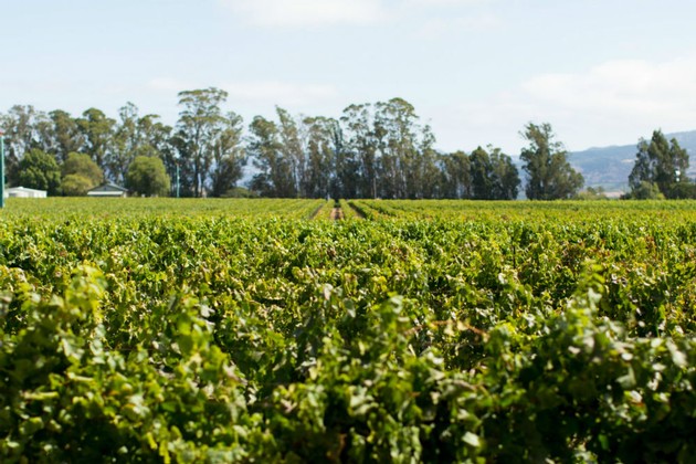 Ceja Vineyards