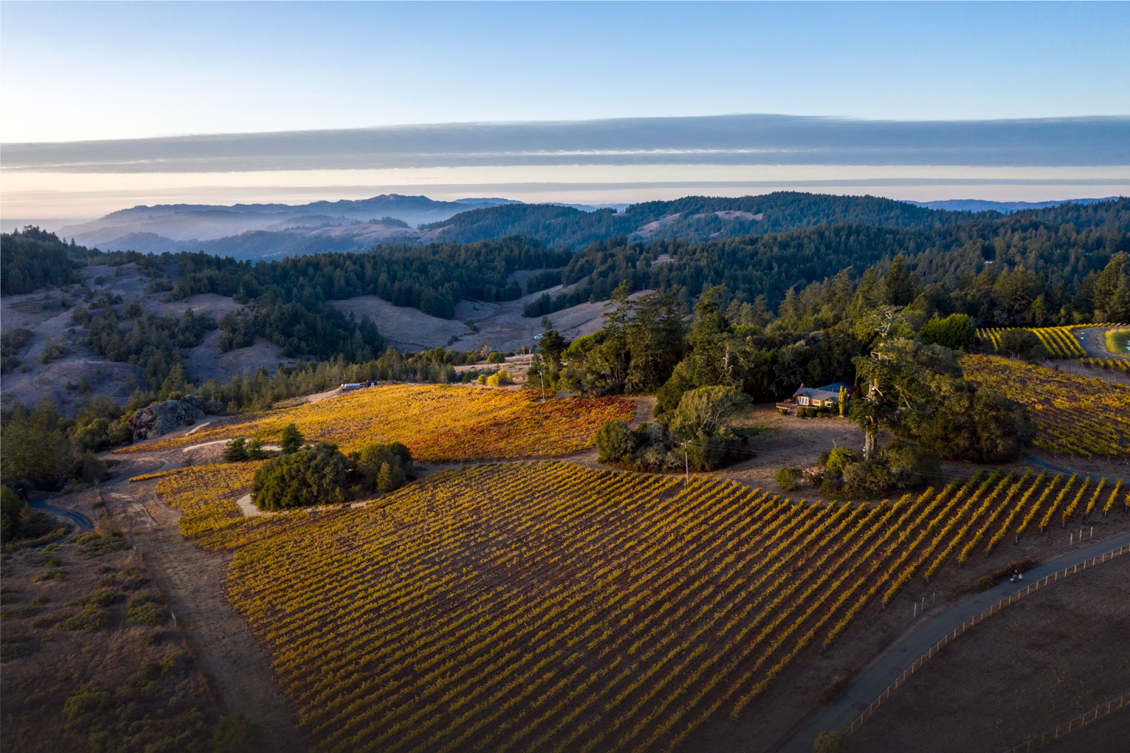 Cobb Wines