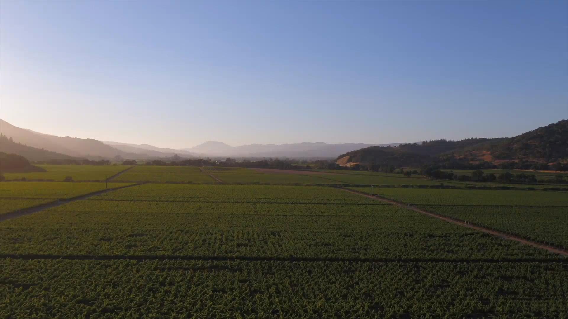 Dominus Estate