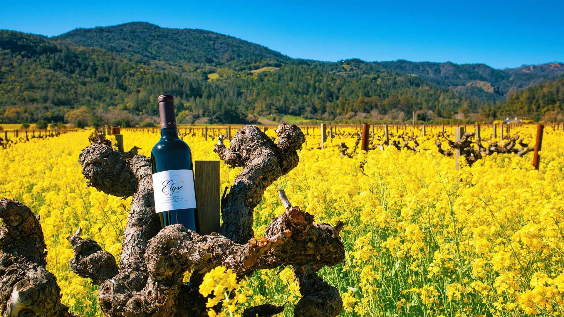 Elyse Winery