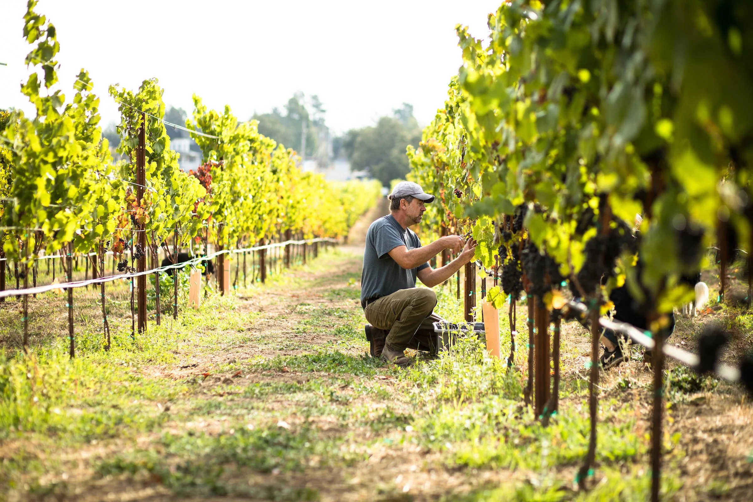 Failla Wines