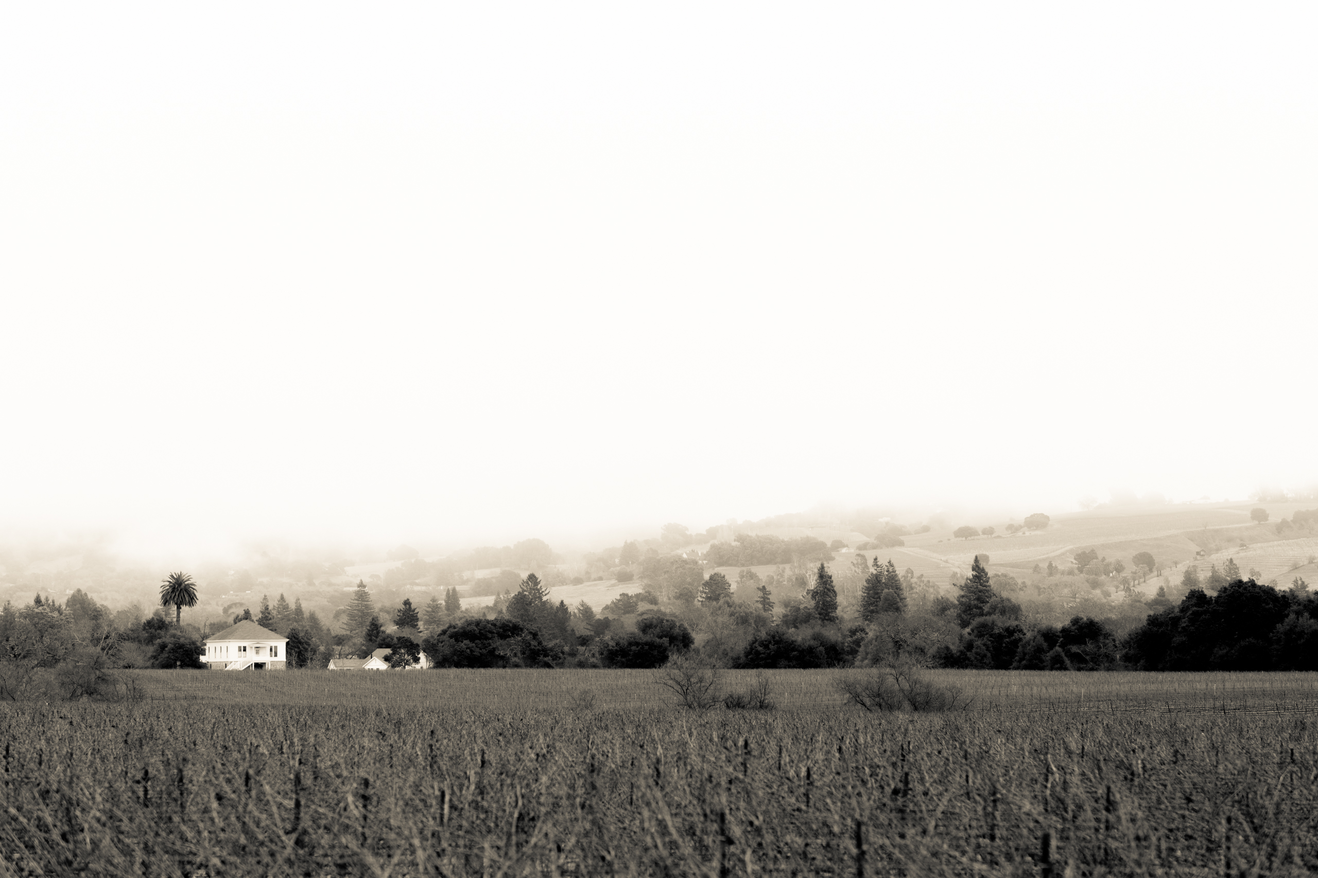 Favia Wines