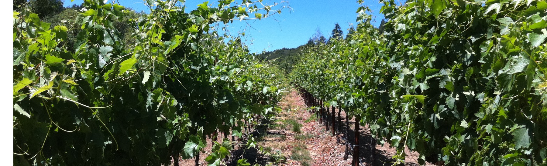 Fritz Underground Winery