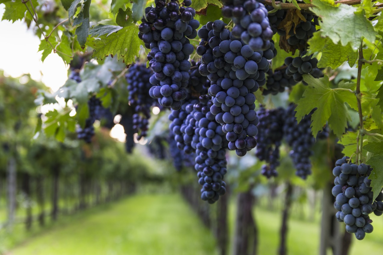 Hope & Grace Wines
