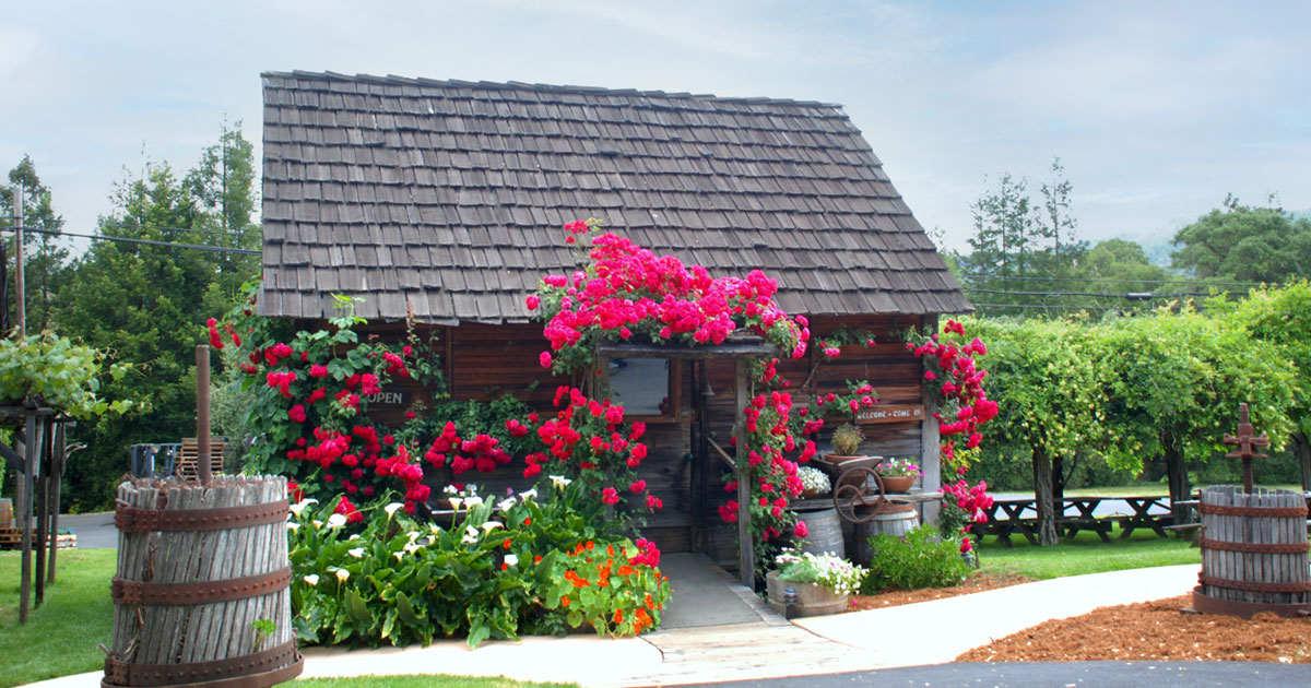 Husch Vineyards