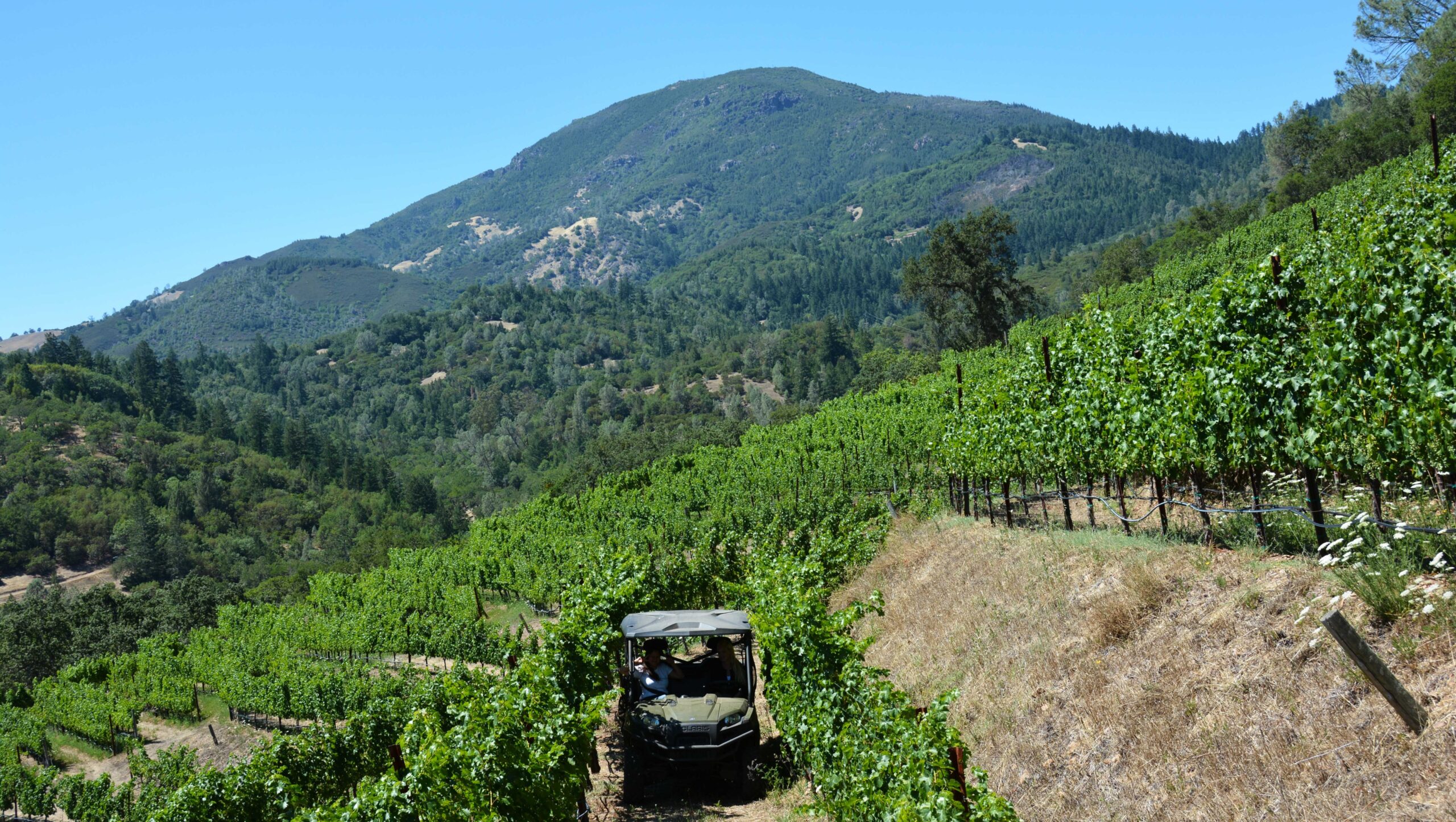 Jericho Canyon Vineyard