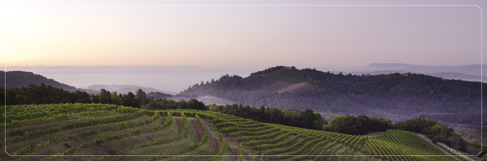 Kamen Estate Wines