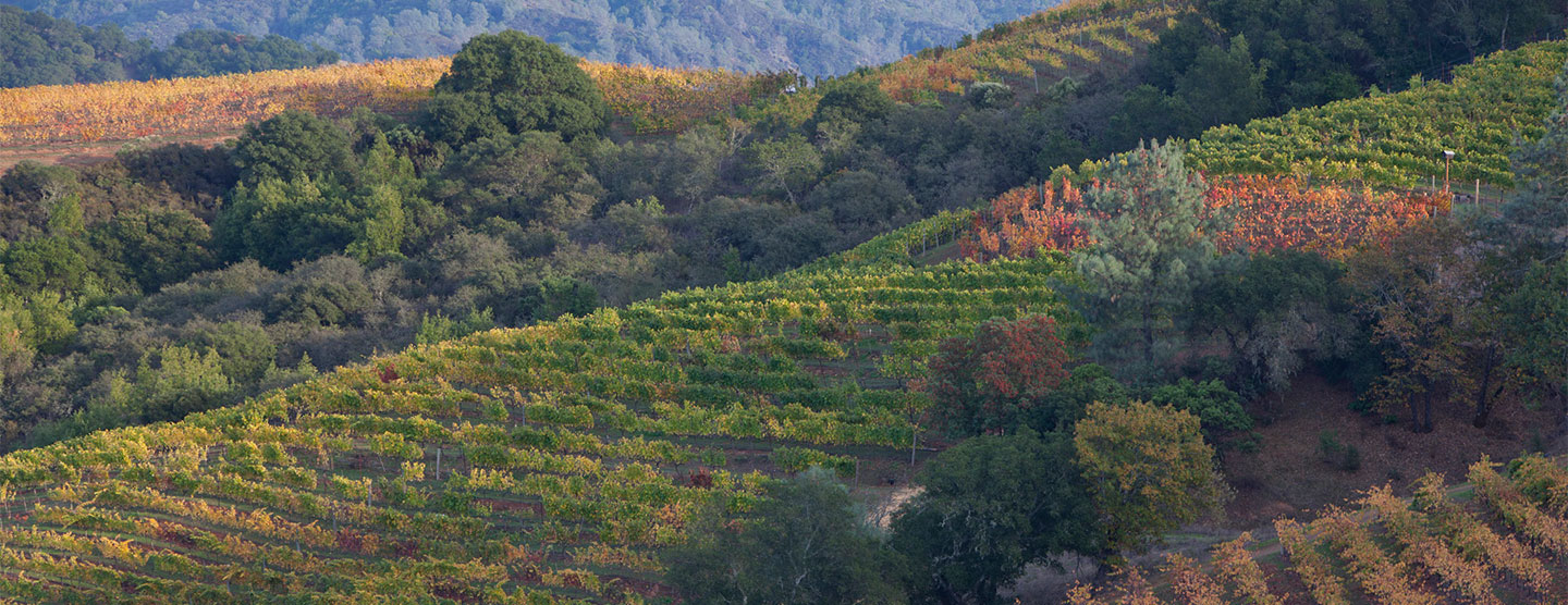 Kuleto Estate Winery