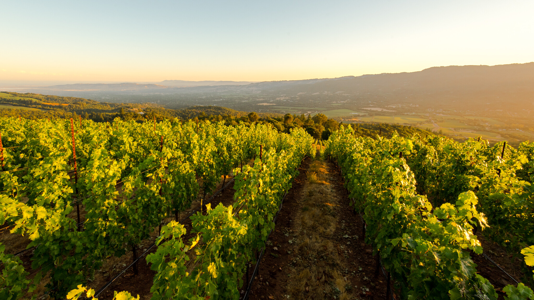 Lambert Bridge Winery