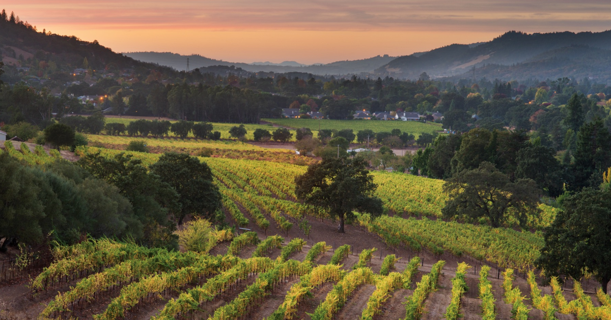 Landmark Vineyards