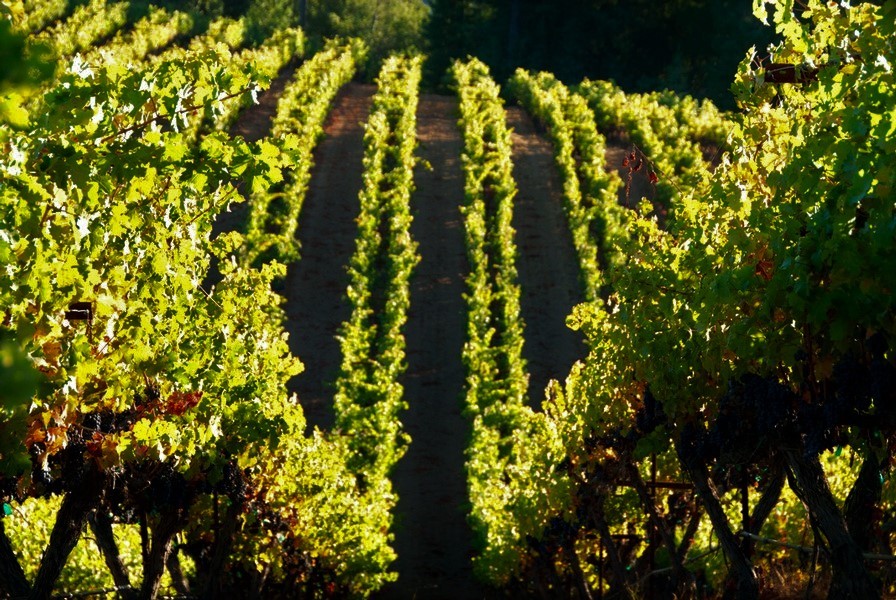 Mazzocco Winery