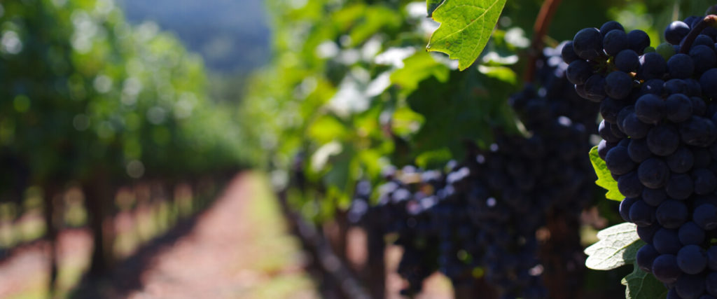 Napa Valley Wine Trolley