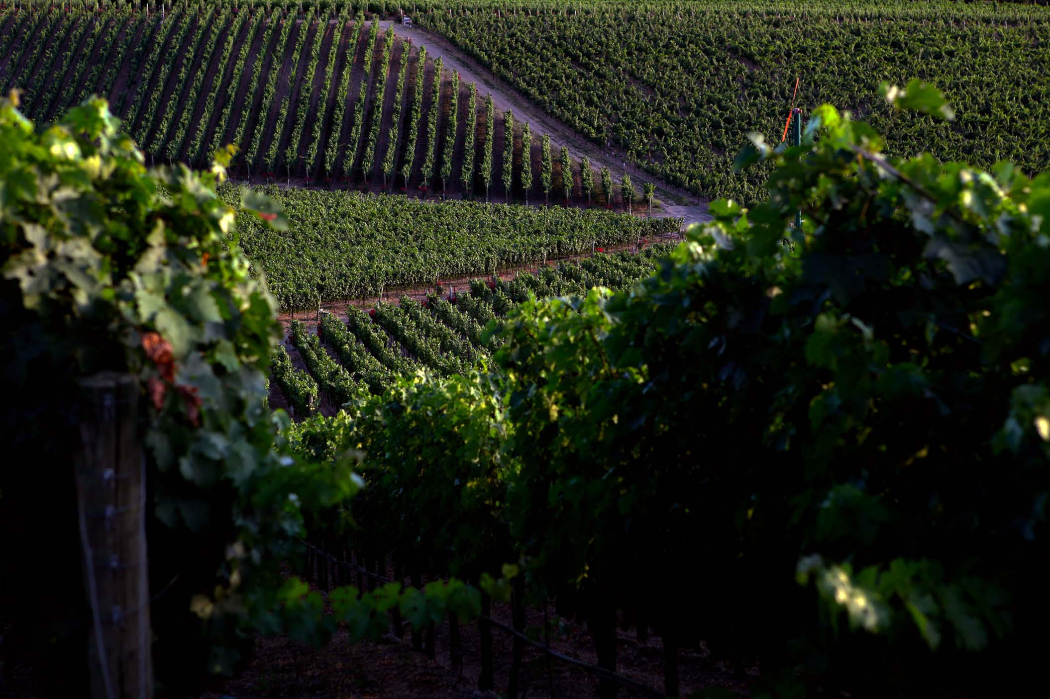 Palmaz Vineyards