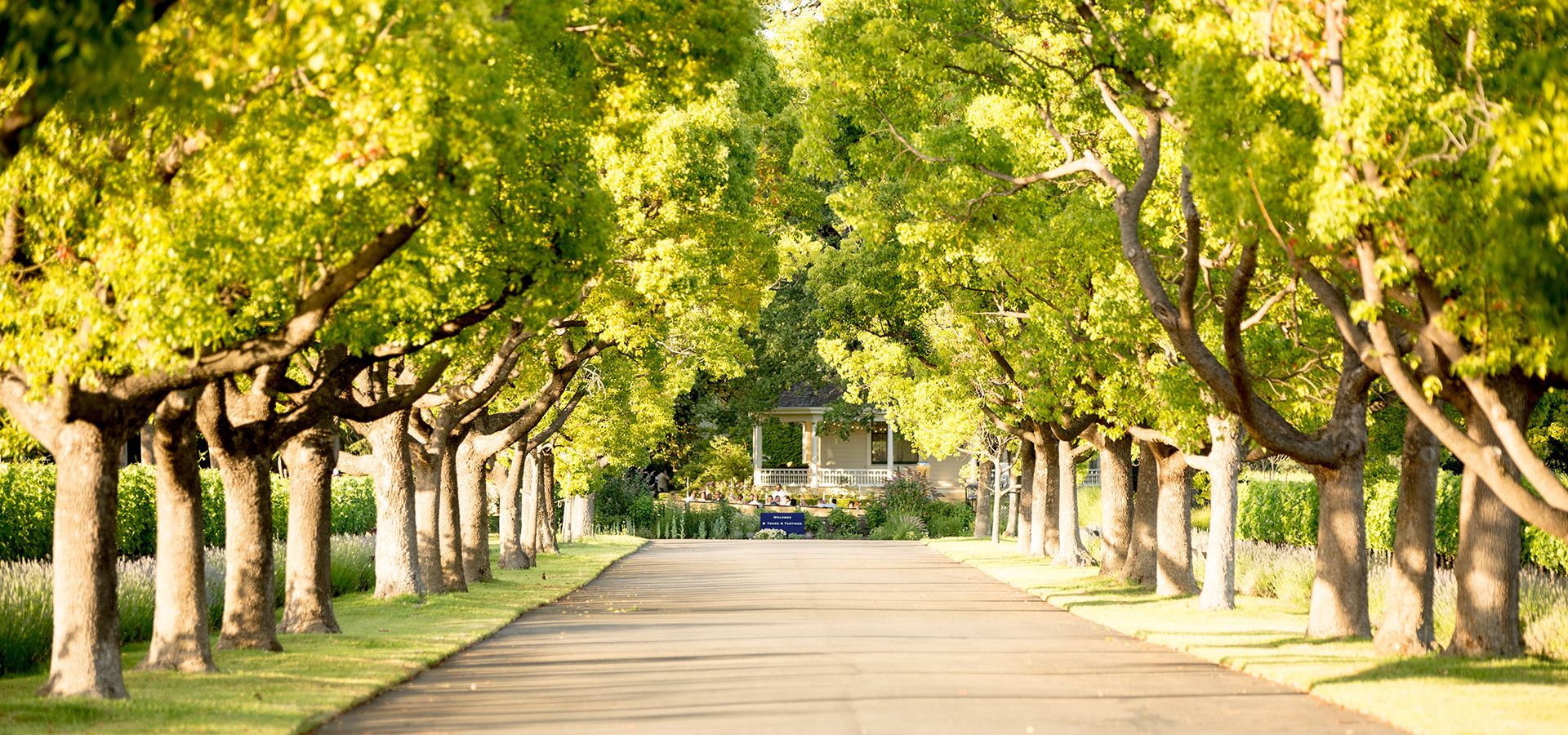 St. Supery Estate Vineyards