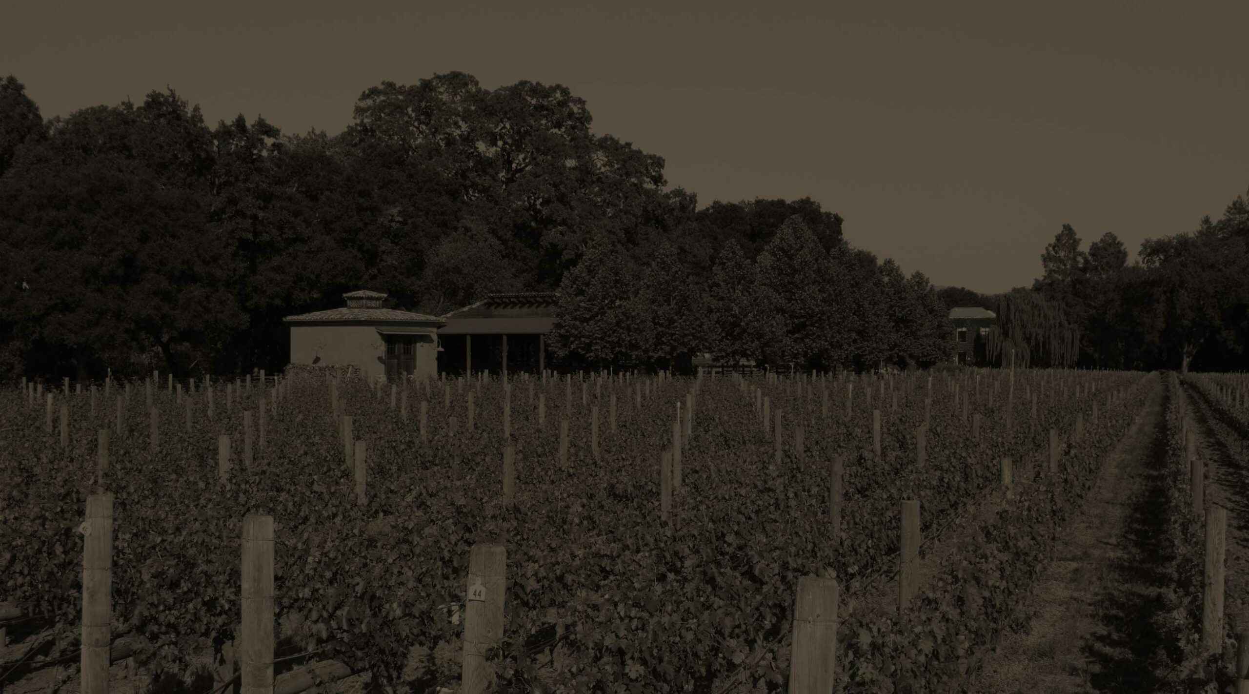 Tamber Bey Vineyards