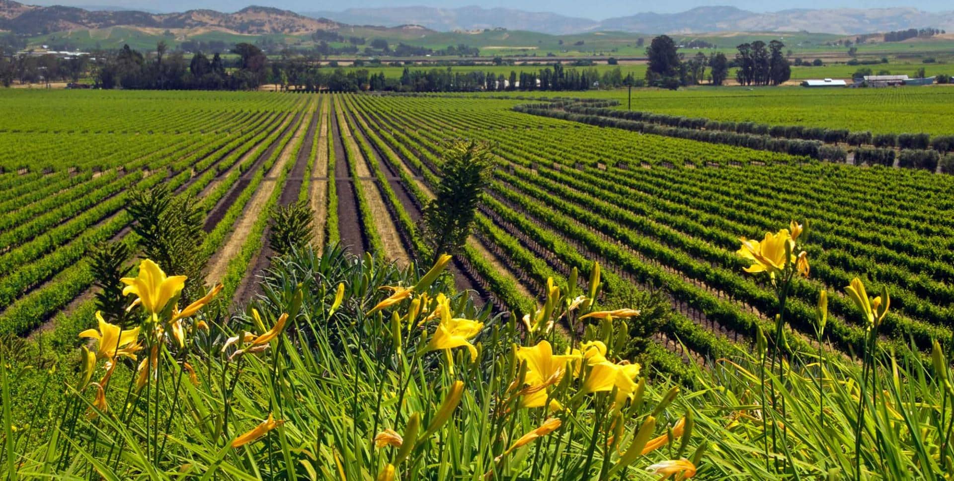 Taste of Sonoma at Graton