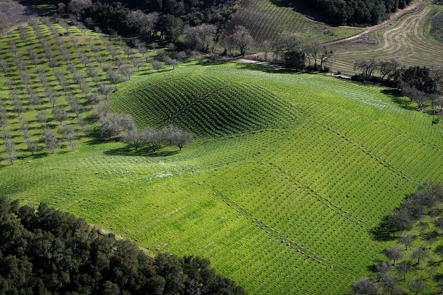 Turley Wine Cellars Sonoma
